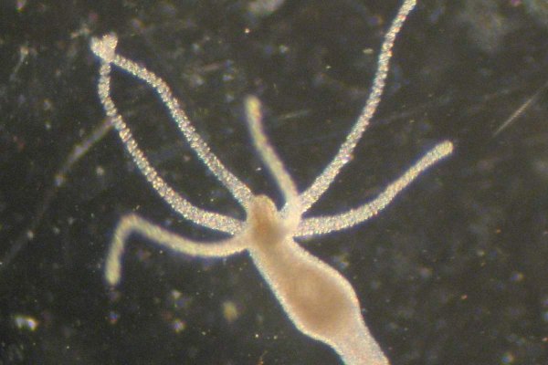 Kraken актуальный сайт